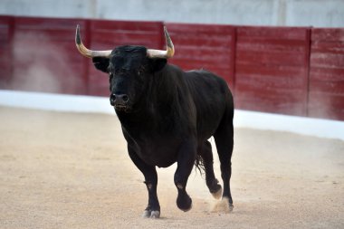 Geleneksel boğa güreşi gösterisinde boynuzlu bir boğa.