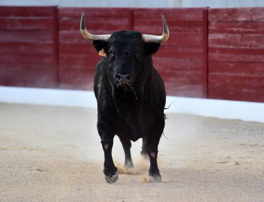 Geleneksel boğa güreşi gösterisinde boynuzlu bir boğa.