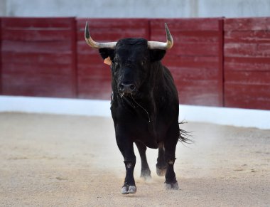Geleneksel boğa güreşi gösterisinde boynuzlu bir boğa.
