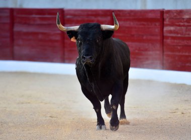 Geleneksel boğa güreşi gösterisinde boynuzlu bir boğa.