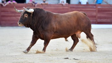 Geleneksel boğa güreşi gösterisinde boynuzlu bir boğa.