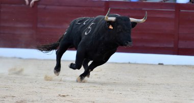 Geleneksel boğa güreşi gösterisinde boynuzlu bir boğa.