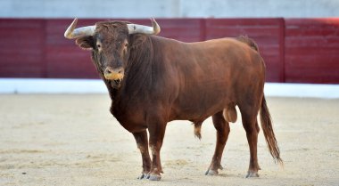 Geleneksel boğa güreşi gösterisinde boynuzlu bir boğa.
