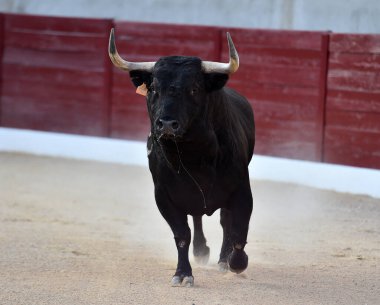 Geleneksel boğa güreşi gösterisinde boynuzlu bir boğa.