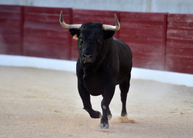 Geleneksel boğa güreşi gösterisinde boynuzlu bir boğa.