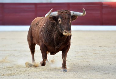 Geleneksel boğa güreşi gösterisinde boynuzlu bir boğa.
