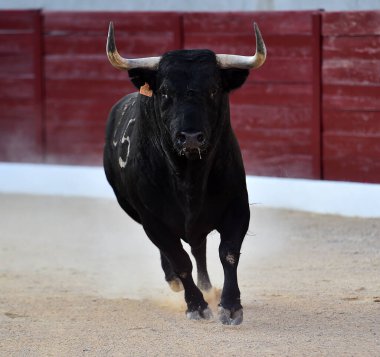 Geleneksel boğa güreşi gösterisinde boynuzlu bir boğa.