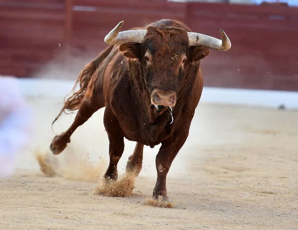 Touro Com Grandes Chifres Espetáculo Tradicional Tourada — Fotografia de Stock