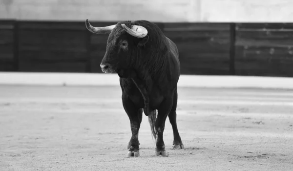 Toro Con Cuernos Grandes Tradicional Espectáculo Corridas Toros —  Fotos de Stock
