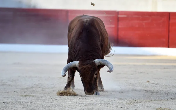 Toro Con Cuernos Grandes Tradicional Espectáculo Corridas Toros — Foto de Stock