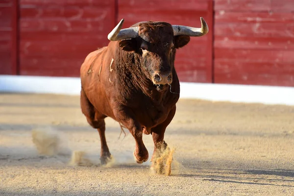 Stier Met Grote Hoorns Het Traditionele Spektakel Van Stierenvechten — Stockfoto