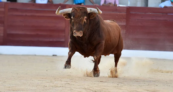 Toro Con Cuernos Grandes Tradicional Espectáculo Corridas Toros —  Fotos de Stock