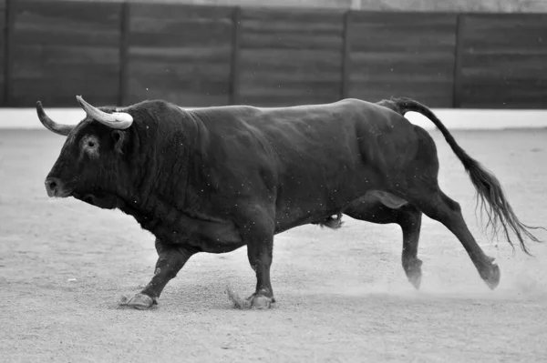 Stier Mit Großen Hörnern Beim Traditionellen Stierkampf Spektakel — Stockfoto