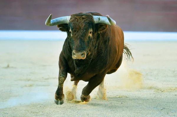 Toro Con Grandi Corna Sul Tradizionale Spettacolo Della Corrida — Foto Stock