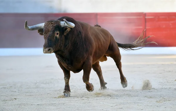 Stier Met Grote Hoorns Het Traditionele Spektakel Van Stierenvechten — Stockfoto