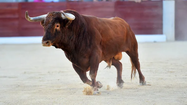 Stier Met Grote Hoorns Het Traditionele Spektakel Van Stierenvechten — Stockfoto
