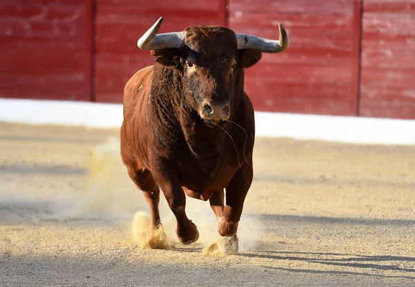 Tjur Med Stora Horn Det Traditionella Spektaklet Tjurfäktning — Stockfoto