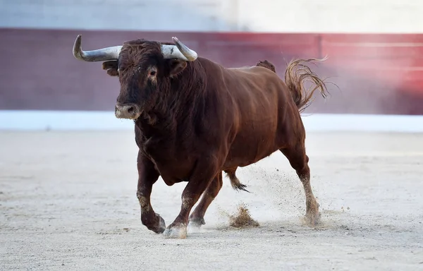 Toro Con Cuernos Grandes Tradicional Espectáculo Corridas Toros — Foto de Stock