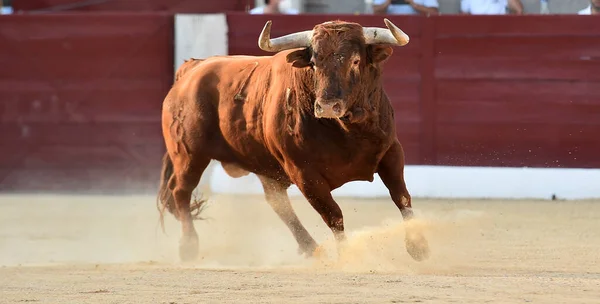 Toro Con Cuernos Grandes Tradicional Espectáculo Corridas Toros — Foto de Stock