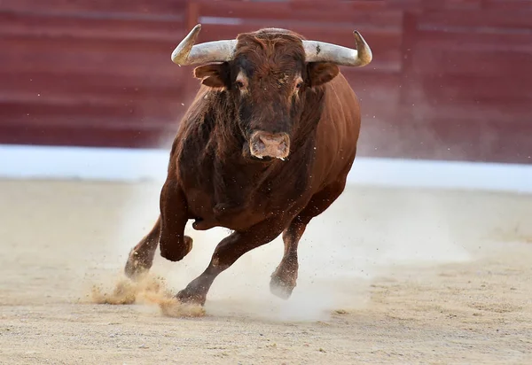 Touro Com Grandes Chifres Espetáculo Tradicional Tourada — Fotografia de Stock