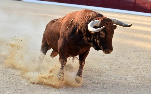 Stier Met Grote Hoorns Het Traditionele Spektakel Van Stierenvechten — Stockfoto