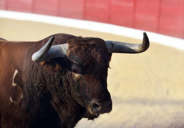 Toro Con Cuernos Grandes Tradicional Espectáculo Corridas Toros — Foto de Stock