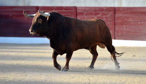 Bull Big Horns Traditional Spectacle Bullfight — Stock Photo, Image