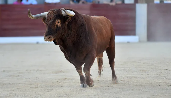 Toro Con Cuernos Grandes Tradicional Espectáculo Corridas Toros — Foto de Stock