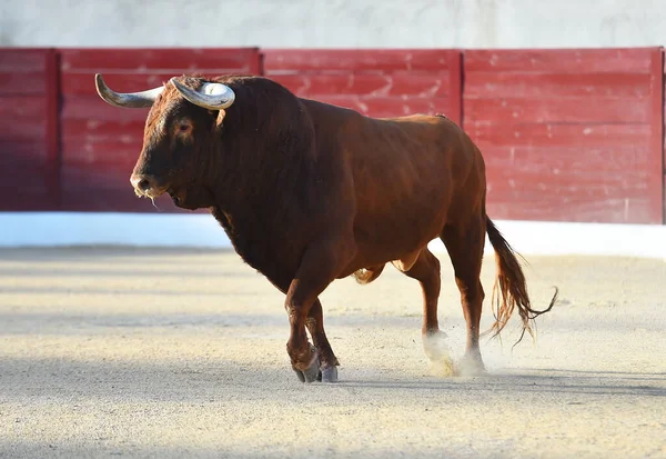Geleneksel boğa güreşi gösterisinde boynuzlu bir boğa.