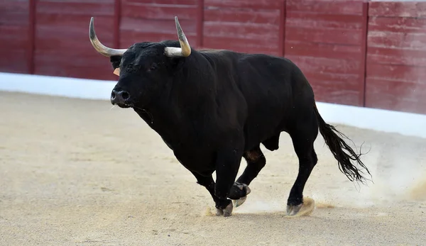 Geleneksel boğa güreşi gösterisinde boynuzlu bir boğa.
