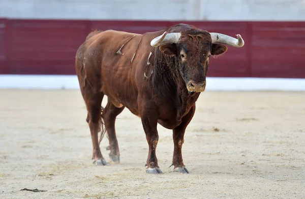 Touro Com Grandes Chifres Espetáculo Tradicional Tourada — Fotografia de Stock