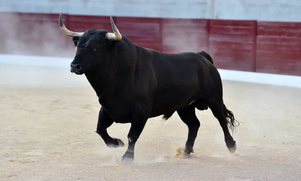 Taureau Avec Grandes Cornes Sur Spectacle Traditionnel Corrida — Photo