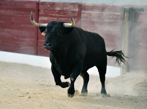 Touro Com Grandes Chifres Espetáculo Tradicional Tourada — Fotografia de Stock