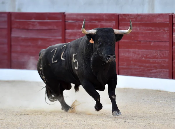 Touro Com Grandes Chifres Espetáculo Tradicional Tourada — Fotografia de Stock