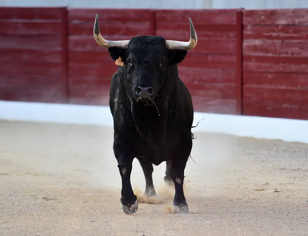 Geleneksel boğa güreşi gösterisinde boynuzlu bir boğa.