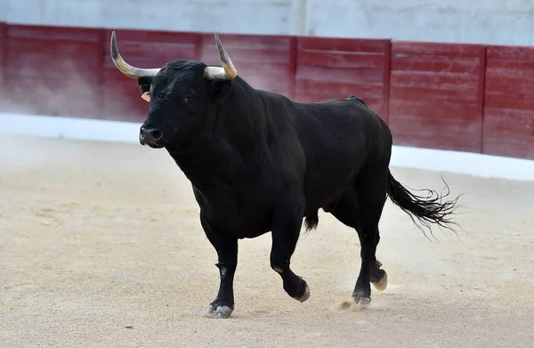 Toro Con Grandi Corna Sul Tradizionale Spettacolo Della Corrida — Foto Stock