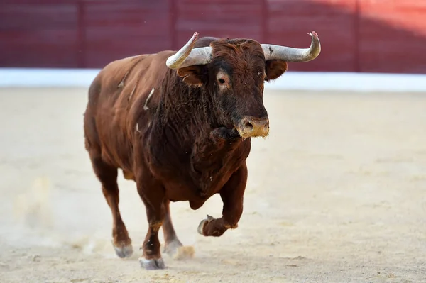 Bull Big Horns Traditional Spectacle Bullfight — Stock Photo, Image