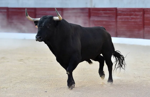 Toro Con Cuernos Grandes Tradicional Espectáculo Corridas Toros — Foto de Stock