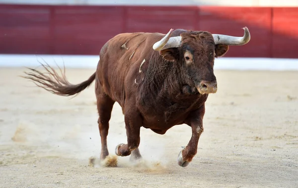 Touro Com Grandes Chifres Espetáculo Tradicional Tourada — Fotografia de Stock