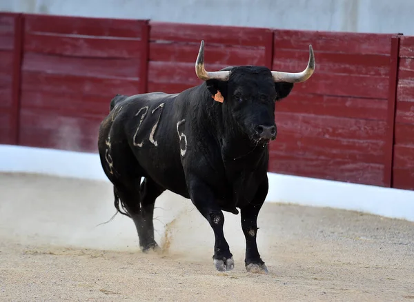 Geleneksel boğa güreşi gösterisinde boynuzlu bir boğa.