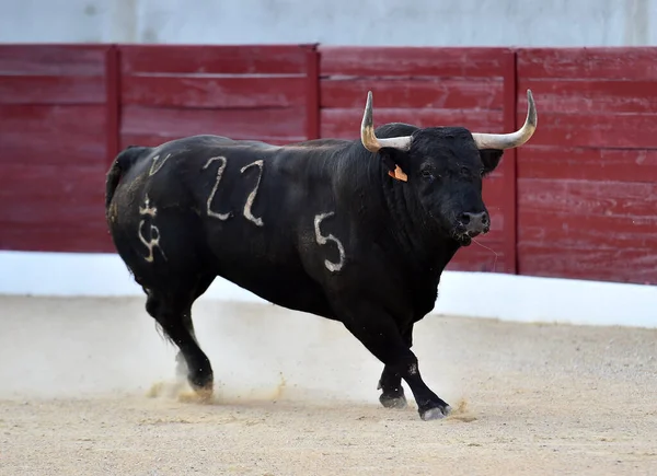 Geleneksel boğa güreşi gösterisinde boynuzlu bir boğa.