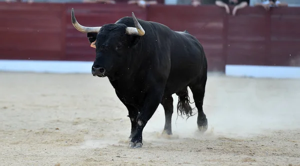 Stier Mit Großen Hörnern Beim Traditionellen Stierkampf Spektakel — Stockfoto