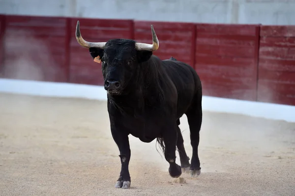 Stier Mit Großen Hörnern Beim Traditionellen Stierkampf Spektakel — Stockfoto