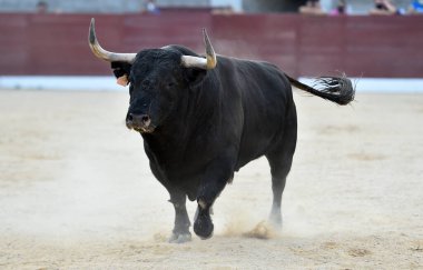 İspanyol arenasında boynuzları olan kızgın bir boğa.