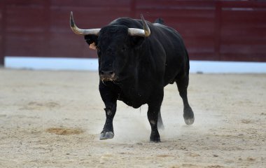 İspanyol arenasında boynuzları olan kızgın bir boğa.