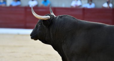 İspanyol arenasında boynuzları olan kızgın bir boğa.