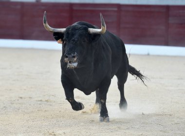 İspanyol arenasında boynuzları olan kızgın bir boğa.