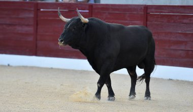 İspanyol arenasında boynuzları olan kızgın bir boğa.