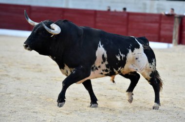 İspanyol arenasında boynuzları olan kızgın bir boğa.