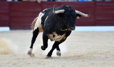 İspanyol arenasında boynuzları olan kızgın bir boğa.